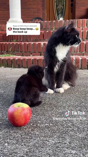 Moonwalking Dwarf Cat - Watch the Cutest Cat Dance Moves!