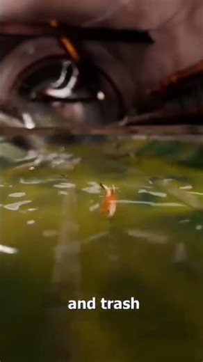 Ever wondered what REALLY happens when you flush a fish down the toilet?