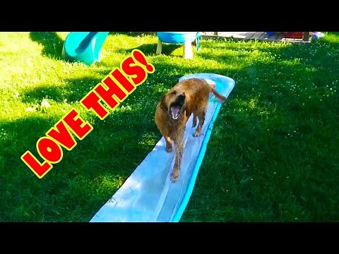 Dogs on Slip n' Slides