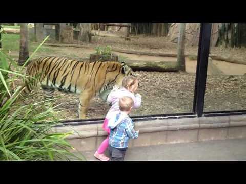 Kids Play Peek-A-Boo With Tiger at Zoo