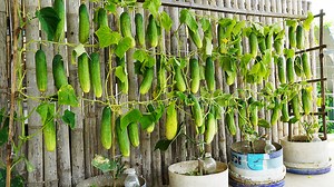 Container Gardening Growing Cucumbers in Small Spaces | H&H Balcony & Garden