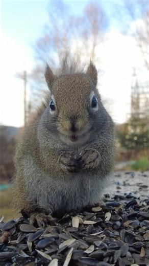 Pet squirrel busy getting fat!