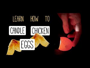 Learn How To: Candle Chicken Eggs