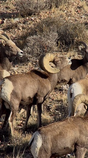 Serious lip curl!!!! Using the new Kapture Knekt digiscoping system. Best digiscoping system by far, and yes I’ve tried all of them!!! @kapturegear #wildlife #nature #bighornsheep #digiscoping #iphonevideo #kapturegear | Porcupine Adventures