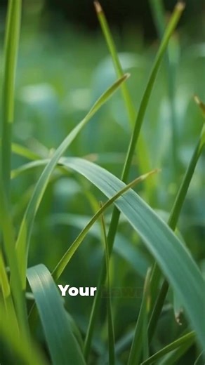 Scarifying your lawn is essential for a lush, healthy yard! 🌱✨ It’s best to tackle this task in spring or early summer when your grass is thriving. Timing is key; by scarifying during these vibrant months, your lawn can recover quickly and bounce back beautifully. 🌼💪 Remember, proper air circulation is crucial for grass health, so keep the flow going! Breathe new life into your lawn and watch it flourish like never before! 🌿🌞 #LawnCare #Scarifying #HealthyGrass #BoutiqueGardening #TheTeamTh
