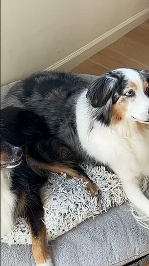How big do Australian shepherds get?
