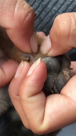 liceinfestation220 #headliceremoval #licecomb #headlice #headlicetreatment #hairlice #haircare #hair