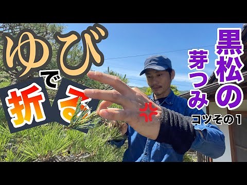 【黒松の剪定】庭松の短葉法の芽摘み（芽切り）のコツその１。指で折り取る方法【初心者向け講座】