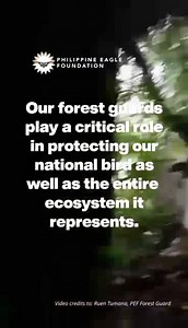 The Philippine eagle is a national treasure and they need our protection! 🦅🇵🇭💪 Join us in supporting the #EquipFG Campaign or also known as the Equip Forest Guards Campaign! 💪 These brave individuals work tirelessly to safeguard our natural treasures, but they often lack the resources they need. Let's equip them with the tools and training they deserve to protect our forests and the biodiversity it safekeeps for generations to come. ➡️ www.philippineeaglefoundation.org #TriviaTuesday #Equip