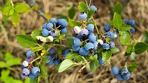 6 Ways To Save Your Blueberry Bushes From Pests