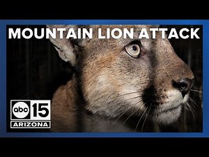64-year-old man attacked by mountain lion in Gila County