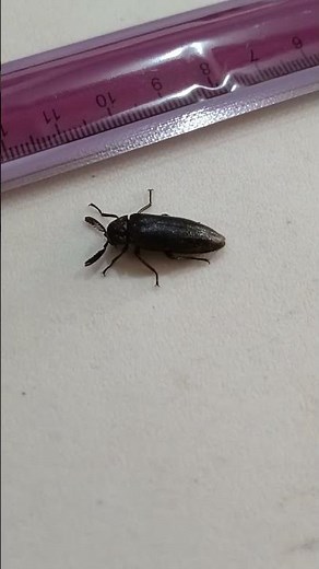 🐞 Pinned Black Beetle Specimen | Entomology Preparation and Measurement 2