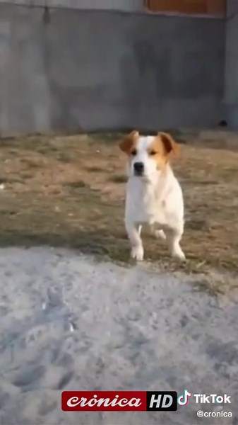 #Perro explota de furia cuando le cantan