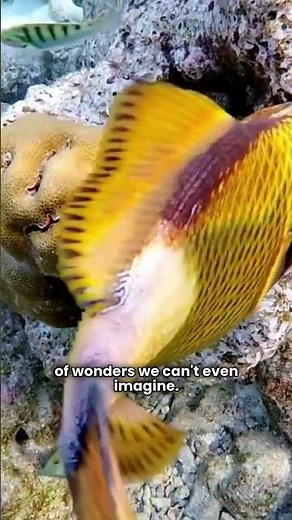 Ocean vs Space Exploration #facts #education #0cean