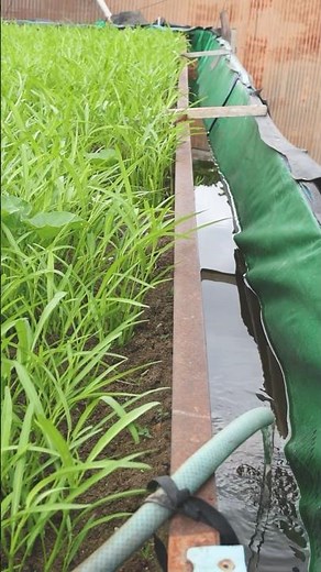 Aquaponic system in the backyard for growing water spinach and raising fish #aquaponics