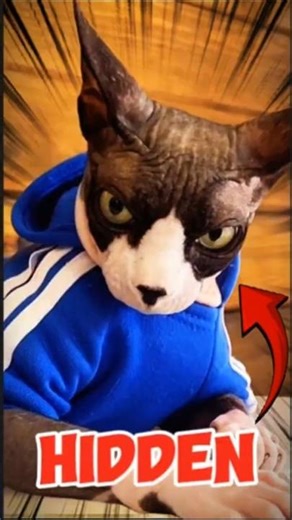 People Think Sphynx Cats Are Weird… Until They Learn This 😳😼#funnycats #catfacts #shorts #catvideos