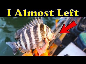 Slow Sheepshead Bite? How to Tell If It’s Worth Staying