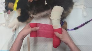In this tutorial, we demonstrate how to apply a full fiberglass cast above the stifle for a puppy with a broken tibia. Proper casting is crucial for immobilizing the fracture and ensuring a successful recovery, especially for young and active puppies. In this video, you’ll learn: How to prepare and position the puppy’s leg for casting. Step-by-step instructions for applying a full fiberglass cast above the stifle, including tips for ensuring a snug fit. Techniques for checking and adjusting the 