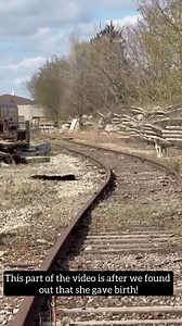 🚨 JUST RESCUED – MAMA DOG GAVE BIRTH NEXT TO RAILROAD TRACKS 🚨 For weeks, the finder and us went out every single day trying to catch this pregnant mama living dangerously close to train tracks at a busy train yard. We tried everything — steak, bacon, traps, slip leads, everything we could think of— but she was too smart and too scared. Then one day, our worst fear came true: she had given birth inside a deep cement hole under 10-ton concrete blocks, with barely a 2-foot crawl space. After day