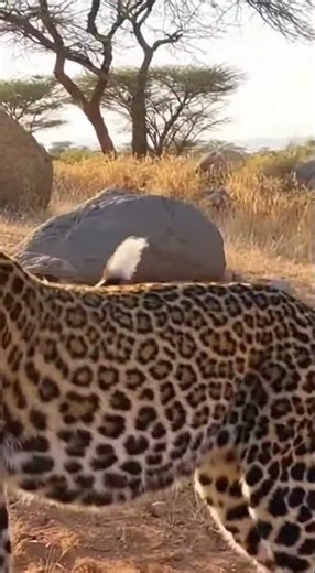 Wild Dog Pack vs. Leopard: Chaotic Survival Clash #Wildlife #Nature #PreyPredator