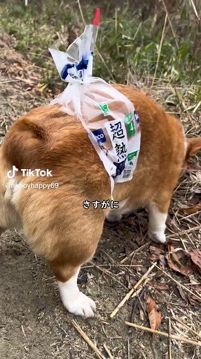 流石に熟成し過ぎた食パン一斤🍞#超熟#コーギー#corgi #食パン一斤 #なぴりお #🍆🍞