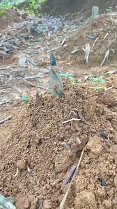 Fresh Digging Bamboo Shoot!😍 #Bamboo #farming #AmaZing #fyp #reels #asmr #reelsfb #reelsvideo #viral #fruit #bambooshoot #fypシ゚ #asmrsounds #wildlife #farmlife #cutting #cuttingskills #bushcraft #adsonreels #reels2023 #plants #food #skill #satisfying #diy | Movies News Daily
