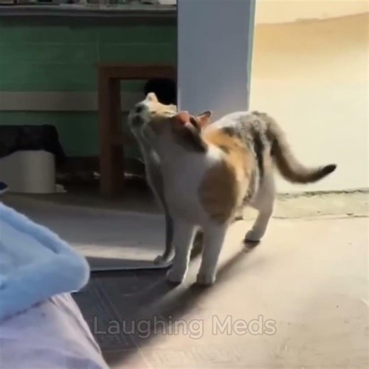 Cat are goofy 😅😂 #funnycatvideos #cat #catfunnyvideo #kucinganggoralucudanimut #catshorts