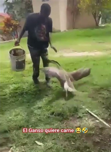 MALANGA canelilla is in a hurry with that GOOSE 🤣🤣🤣🤣