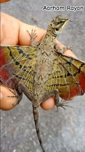 "Flying Dragon" or "Draco Lizard", Draco Also Known As The Common Flying Dragon or Flying Lizard #ai