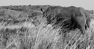 15 shares | OPERATION RHINO. In this short video, Dr. George Hughes discusses the history of Operation Rhino and its consequences. | The Conservation Imperative. | Facebook