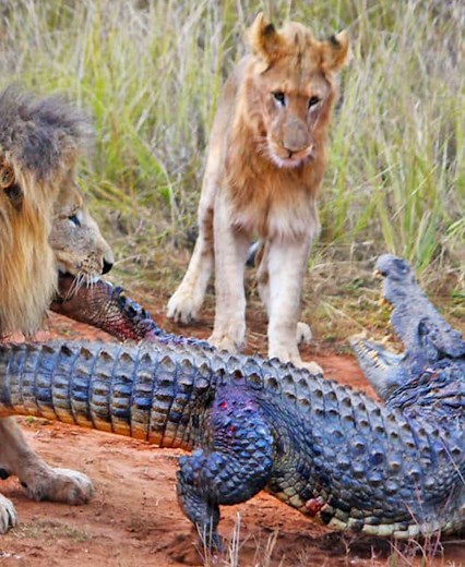 19 Incidents Of Giant Animals Aggressively Attacking Other Animals Caught On Camera 🐴vs🐕 | Best Video