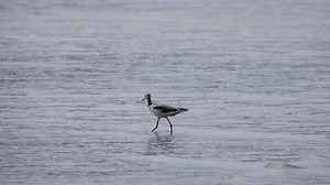 Wintering Greenshank Tringa Nebularia Coast Borneo Stock Footage Video (100% Royalty-free) 3973150531 | Shutterstock