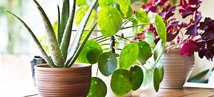 10 Cheap and Beautiful Indoor Plants | DoItYourself.com