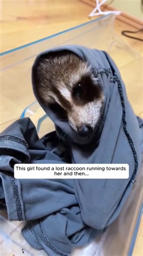 Rescuing an Orphaned Baby Weasel 🐾❤️ | Safe Rescue & Care