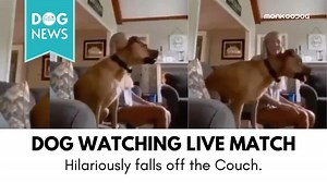 Video of dog watching match on TV goes viral - Monkoodog