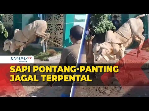 Momen Sapi Kurban Idul Adha Mengamuk, Berlari, dan Jagal Terpental