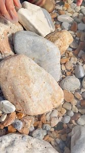 17K views · 118 reactions | Giant Pearl Scallops vs. Freshwater Snails: Which Makes More Pearls? | Beast Wilderness | Facebook