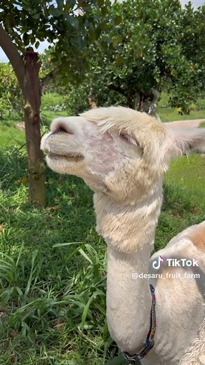 Exploring Desaru Alpaca Farm: Enjoying the Breeze with Max