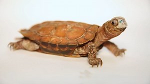 Watch a tiny turtle get a 3D-printed mask