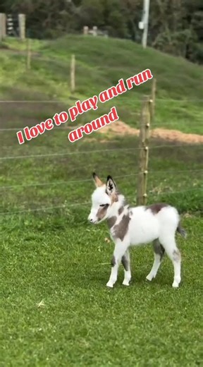 Mini Donkeys - For sale