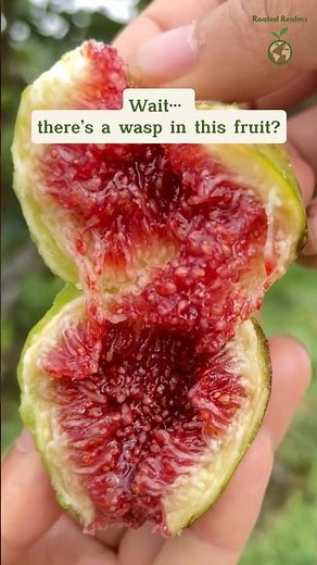 The Fruit That Eats Wasps #figs