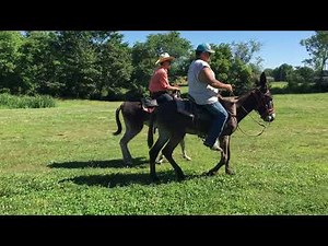 Garrett Mammoth Jackstock: Two riders at the riding donkey training facility (1825)