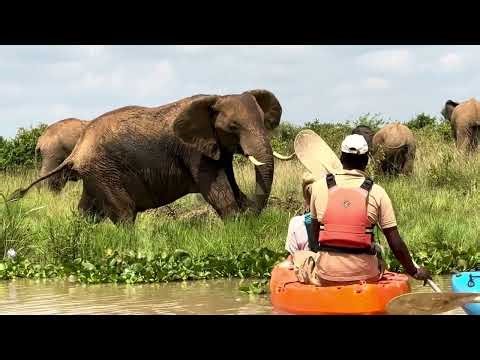 Kayaking with Elephants in Mugie Conservancy, Kenya