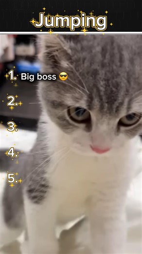Funny cat jumping moments that will 100% make you laugh 😁😸