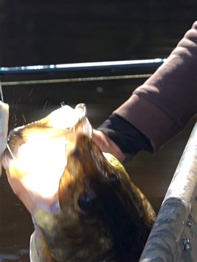 Unlocking the Secret to Everglades Bass Fishing