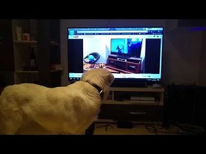 Dog's reaction to dog's reaction to Zootopia wolf howl