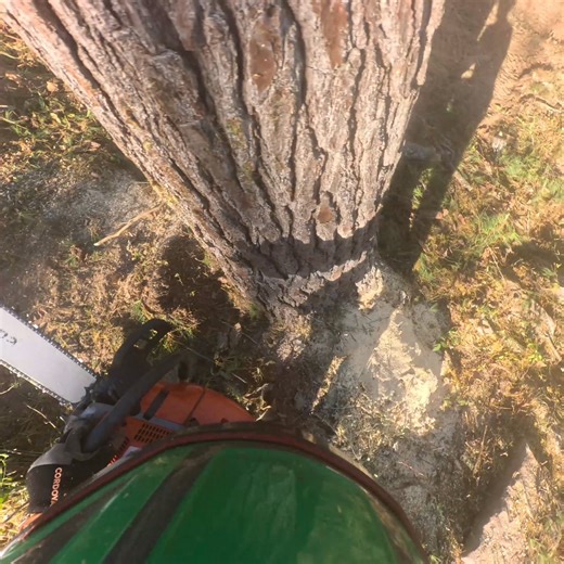 dropping a pine tree #treecutting #treework #arborist #chainsaw #treeremoval #treecare #treelife #logger #treefelling #treesurgeon #stihl #treeservice #arblife #treeclimbing #stihlchainsaw #arboristlife #logging #treeclimber #arboriculture #trees #arboristsofinstagram #tree #arborists #forestry #loggers #treeworker #treesurgery #husqvarna #treetrimming #timberfaller | Brady Hall