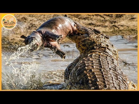 Les attaques de crocodiles les plus terrifiantes jamais enregistrées | Monde animaux sauvages