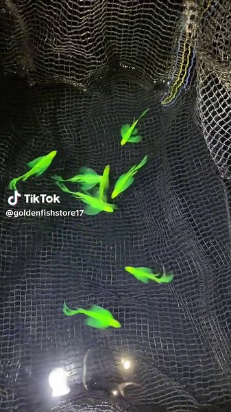 Pesanan Dark Green Danio Slayer