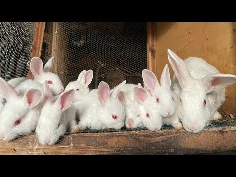 How to raise organic rabbits effectively managing young rabbits from day 1